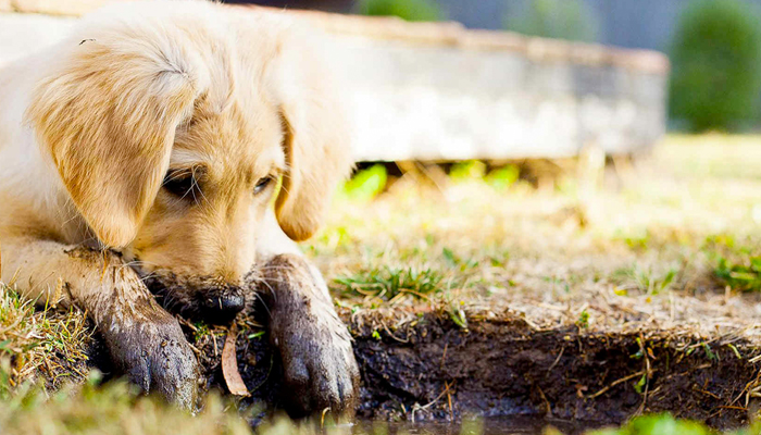 Digging Into Australia's Apprenticeships and Traineeships System image