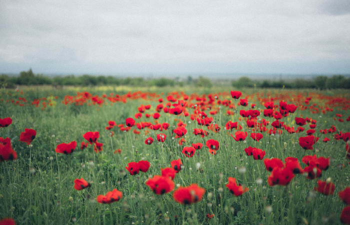 Lest We Forget - ANZAC Day 2019 image